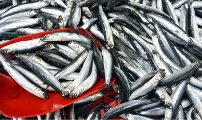 Hamsinin kilogramı 100 liradan satılıyor