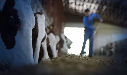 Hayvancılıkta verim ve kalite için 36,6 milyar lira kaynak