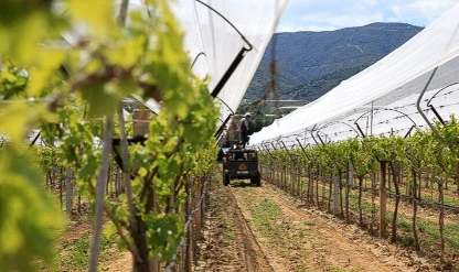 İklim riskine karşı çözüm: Bağlar dolu tülüyle kaplanıyor