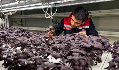 İstanbul Kapalı Dikey Tarım Uygulama Merkezi çilek üretimine hazırlanıyor