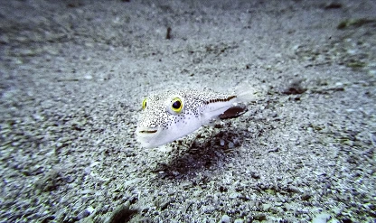İstilacı yabancı türler için yönetmelik yayımlandı