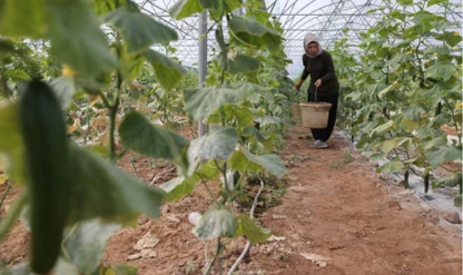 Kadın girişimci devletten aldığı destekle seracılıkta başarıya ulaştı