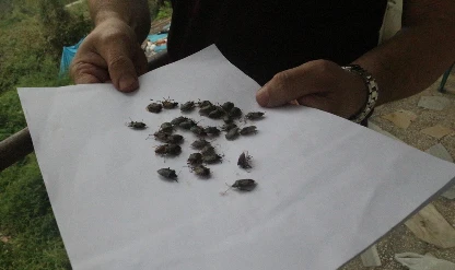 Kahverengi kokarca zararlısına karşı 1 milyondan fazla hane ilaçlandı
