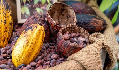 Kakao piyasası dengeleniyor