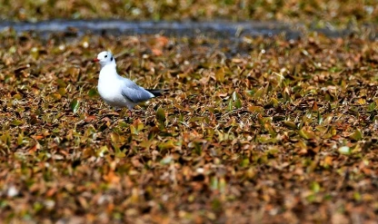 Kars'ta göçmen kuşların konakladığı Asboğa Gölü'nde su 60 metre çekildi