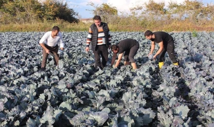 Kırmızı lahana hasadı başladı! Dekar başına 6 ton öngörülüyor