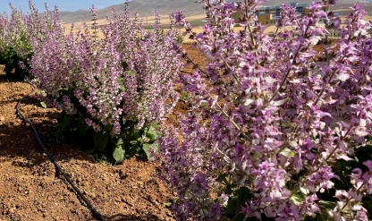 Kırşehir’de tıbbi aromatik bitkiler tarıma yön veriyor