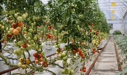 Kocaeli’de örnek uygulama: Volkanik toprak, yağmur suyu ile birleşti