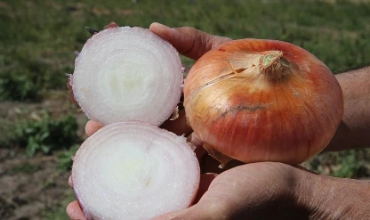 Kokuya son! Soğan saklamak için pratik çözüm...