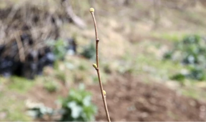 Köy kooperatifinde sertifikalı 3 bin fındık fidanı üretildi