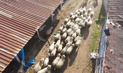 Küçükbaş üreticilerine 3,9 milyar liralık destek ödemesi bugün yapılacak