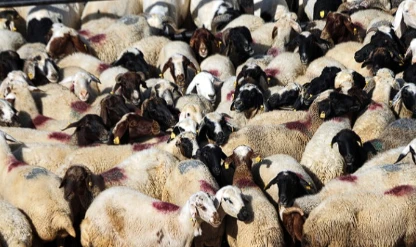 Kurban Bayramı öncesi 4 milyonu aşkın hayvanın sağlık kontrolü yapıldı