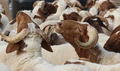 Kurban Bayramı tatili 9 gün olacak mı?