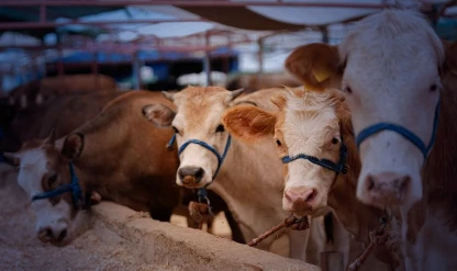 Kurban satış ve kesim yerleri için yeni kurallar: Tedbirler artırıldı