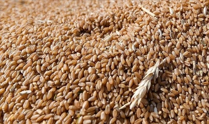 Küresel tahıl rekoltesi gıda fiyatlarını düşürebilir