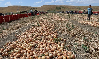 Kuru soğan hasadı başladı