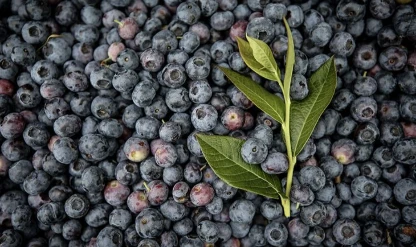Kurutulmuş yaban mersini faydaları nelerdir?