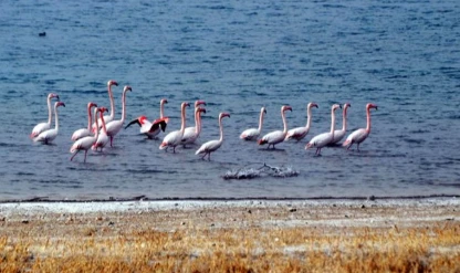 Manyas Kuş Cenneti görenleri büyülemeye devam ediyor!
