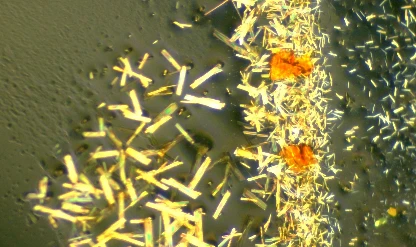 Metalosenlerin oluşum sürecinde 70 yıllık gizem çözüldü
