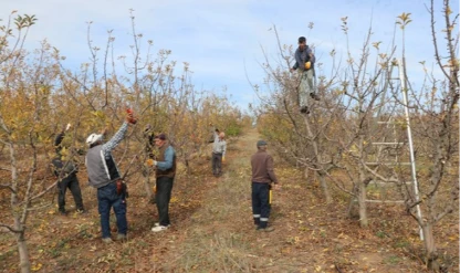 Meyve bahçesi istihdam kaynağı oldu