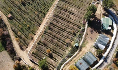 Muğla'da tıbbi ve aromatik bitkilerin alanı 6 bin dekara yükseldi