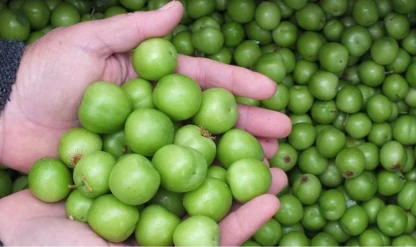 Mut’ta erkenci erik hasadı başladı! Ürünler iç ve dış pazara gidiyor