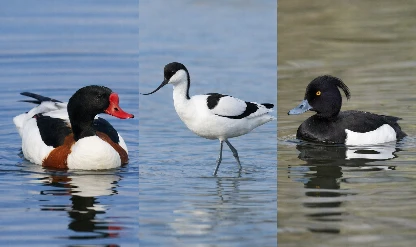 Nadir bulunan 3 kuş türü Ağrı Dağı'nda görüldü