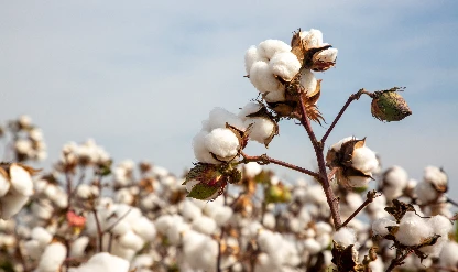 Pamukta sert yükseliş dalgası