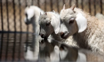 Tarım ve Orman Bakanlığı 1600 koyun ve koç alacak
