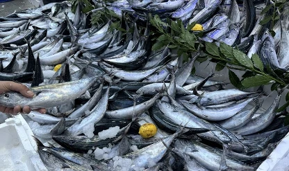 Sinop’ta balıkçıların yüzü güldü: Bir gecede 3 bin 200 palamut avlandı