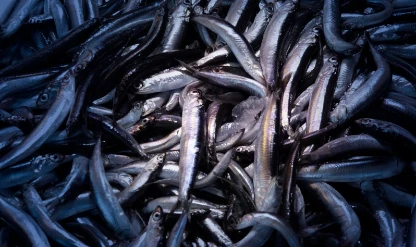 Su ürünleri ihracatında cumhuriyet tarihi rekoru