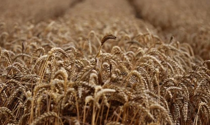 Tahıl üretimi arttı! Gıda fiyatlarını etkilemesi bekleniyor