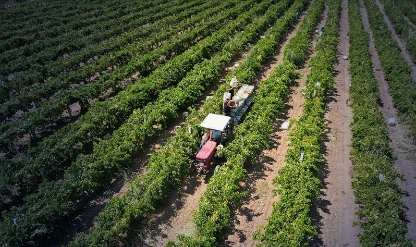 Tarım sektöründe küresel etki: Hürmüz Boğazı'ndaki aksamalar çiftçiyi vurdu