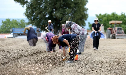 Tarımsal destek ödemesinin yapılacağı gün netleşti