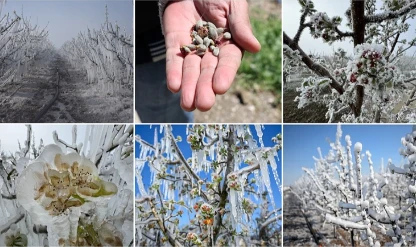 TARSİM’den üreticilere rekor destek