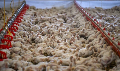 Tavuk eti üretiminde mart ayında güçlü artış: Yıllık yüzde 13