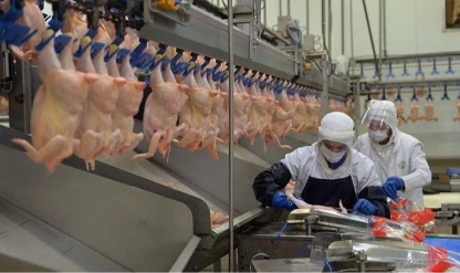 Tavuk eti üretiminin Kasım 2025’te yıllık artışı sürdü!