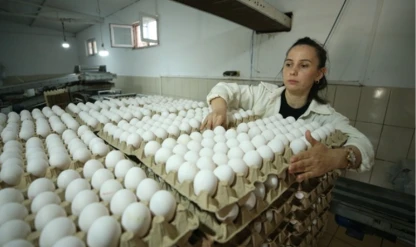 Tavuk yetiştiriciliği ve yumurta üretimi yapay zeka ile artırılıyor