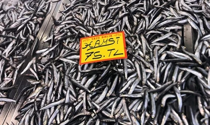 Tezgahlarda hamsi bereketi: 75 TL'ye düştü