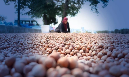 Ticaret borsalarında 3 ayda 138 bin tondan fazla fındık işlem gördü