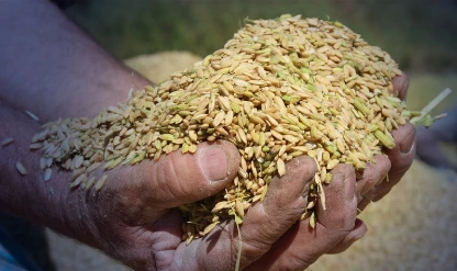 TMO çeltik alım fiyatlarını belirledi