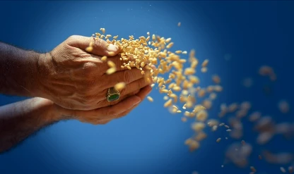 TMO'nun 2026 alım hedefi: 3,5 milyon ton buğday, 1,5 milyon ton mısır