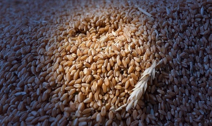 Tohum sertifikasyonu için yeni adım: Tohumluk yönetim sistemi kuruluyor