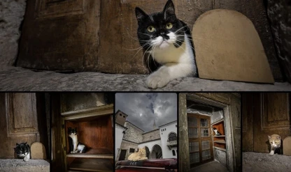 Topkapı Sarayı'nın kedi kapısı, Şerbet'le yeniden hayat buldu