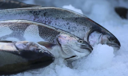 Türk somonu ihracatında hedef büyüyor