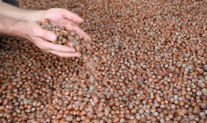 Türkiye fındık ihracatından 10 ayda 1,8 milyar dolar gelir sağladı