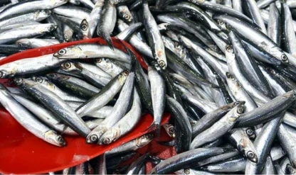 Türkiye hamsi ihracatından 8 ayda 9,9 milyon dolar kazandı