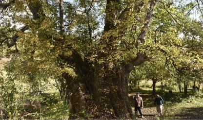 Türkiye’de doğal miras koruma altında: 10 bin 503 anıt ağaç tescillendi