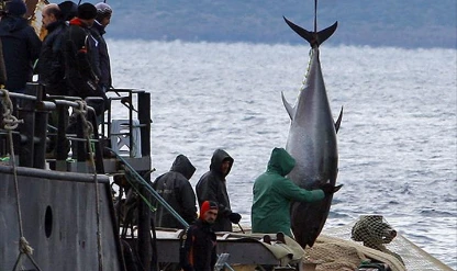 Türkiye’den küresel balıkçılık hamlesi: IOTC’de yeni statü