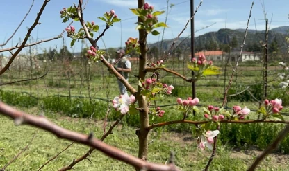 Isparta'da zirai dona karşı yerli çeşitler geliştiriliyor